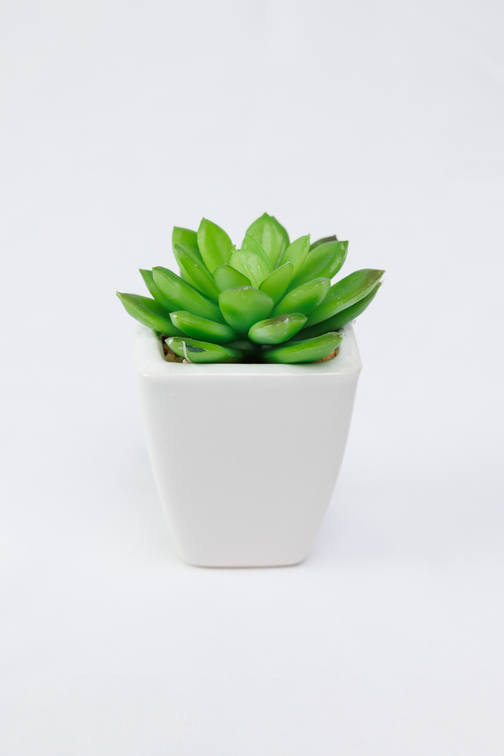 Суккулент в белом горшочке 17 см