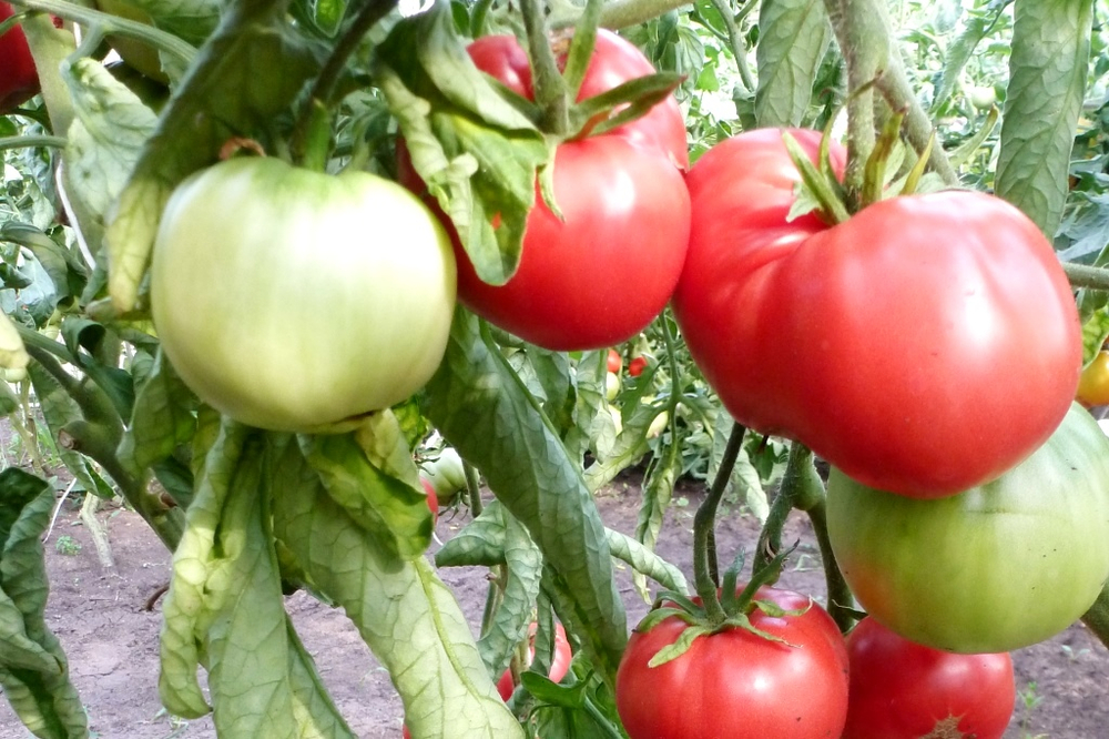 Легендарная Сызранская Розовая Ранняя Помидора