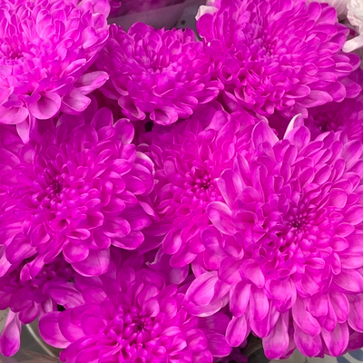 Хризантема кустовая (цвет ярко-розовый)