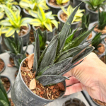 Сансевиерия LOOP PRIDE