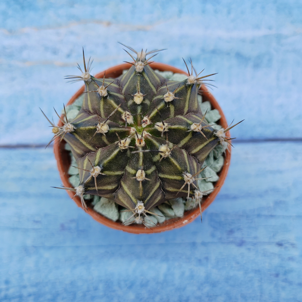 Gymnocalycium Friedrichii (Гимнокалициум)
