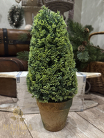Туя в кашпо декоративная 15x15x36 см