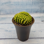 Gymnocalycium Spineless Crested form (Гимнокалициум Кристатный)
