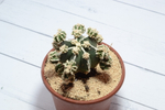 Astrophytum Myriostigma Hakujo Fukuryu (sct29594)
