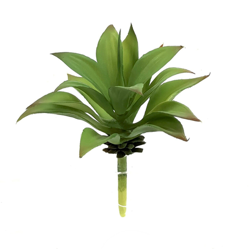 Суккулент 102 зеленый