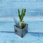 Schlumbergera Opuntioides (Декабрист)
