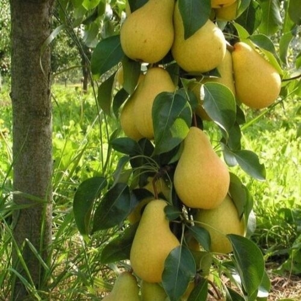 Груша Декора (Колоновидная)