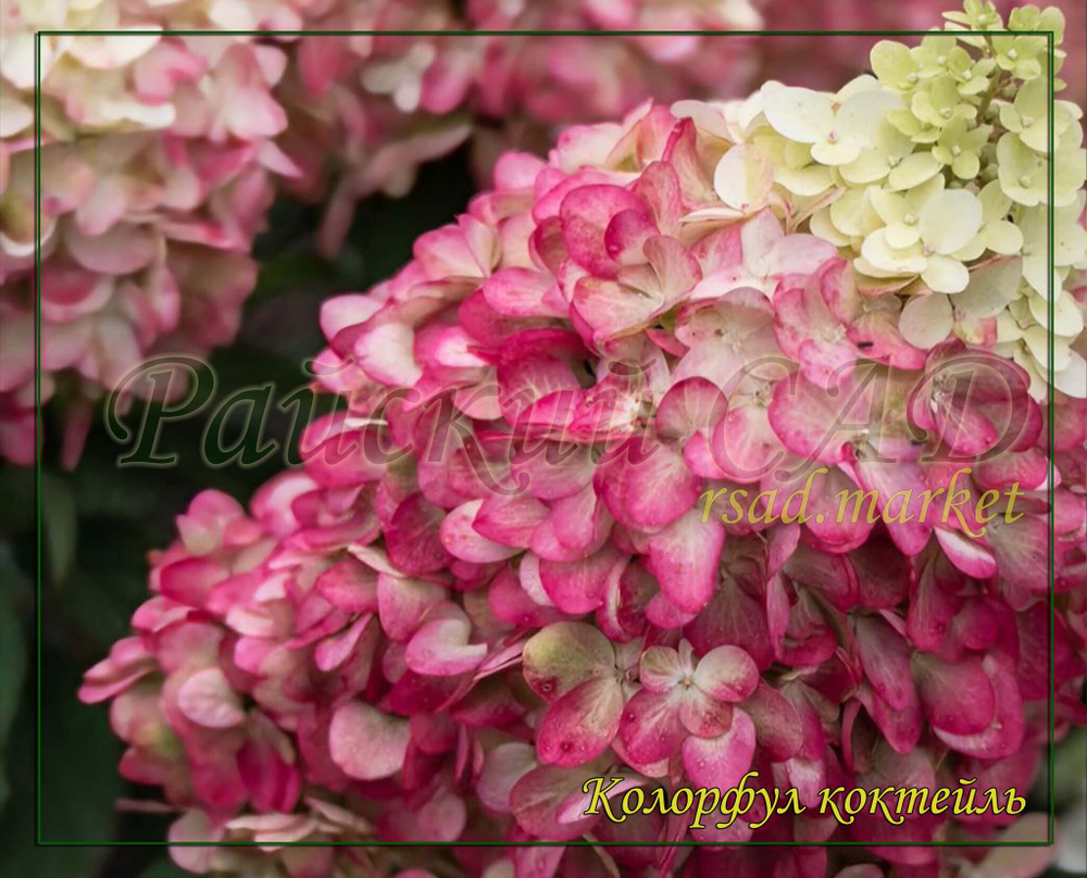 Гортензия метельчатая Колорфул Коктейль- Красочный коктейль (Hydrangea paniculata `Colourful Cocktail `)