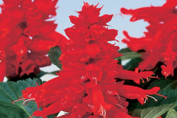 Сальвия Редди Брайт Ред (100шт) Витагрин Профи