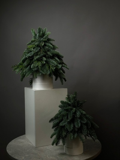 Хвоя в коробке «Ёлка в миниатюре»