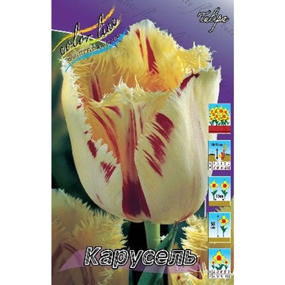 Тюльпан Карусель