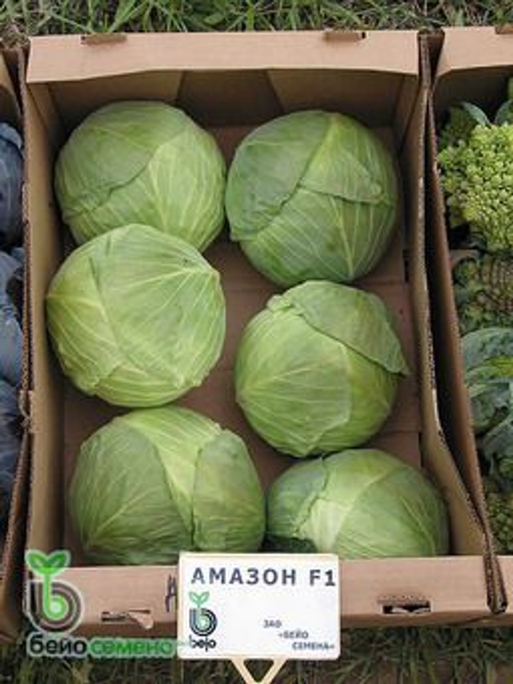 Капуста б/к Амазон F1 (100шт) Витагрин Профи