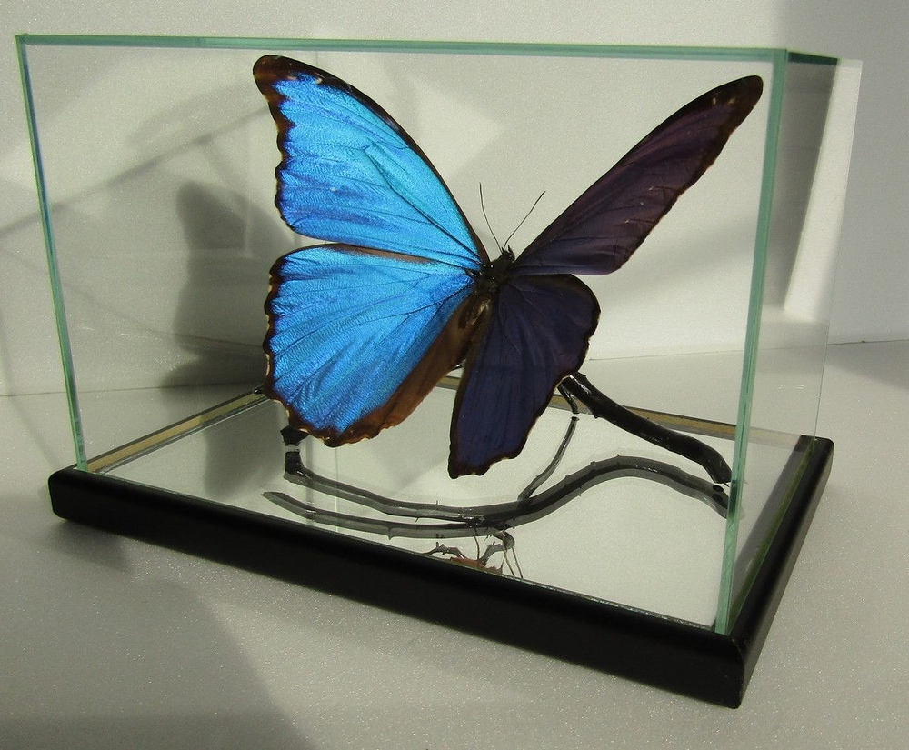 Бабочка Morpho didius в объемной композиции