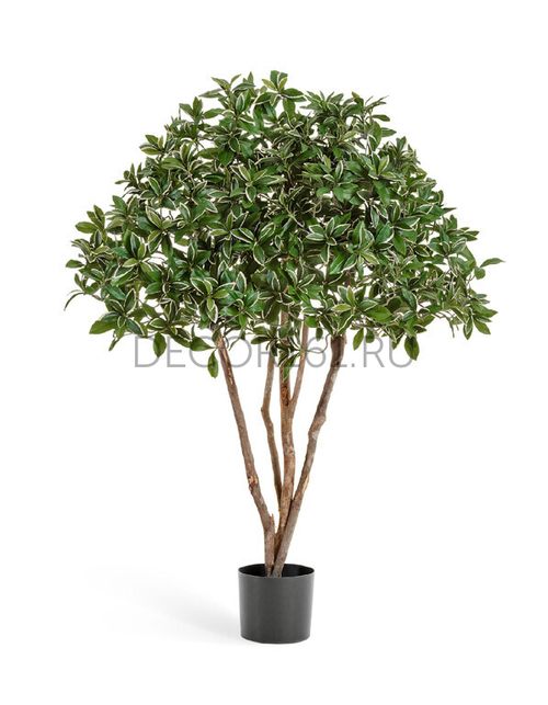 Эонимус (Бересклет) Японский зонтичный в-120 см 2/2 10.52604N