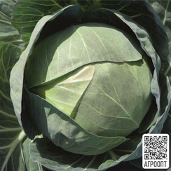 Церокс F1 семена капусты белокочанной (Bejo / Бейо)