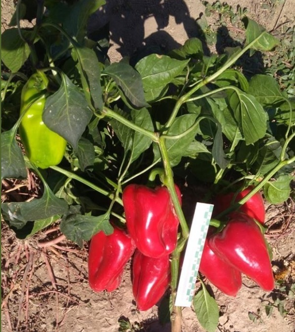 Фаст F1 семена перца сладкого (Sakata / Саката)