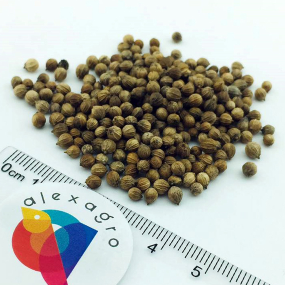 КАРИБЕ семена кориандра Bejo семена – фото 4