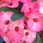 Эуфорбия Миля CHOK AMNUAY