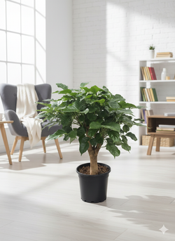 Радермахера Green Treasure д.12