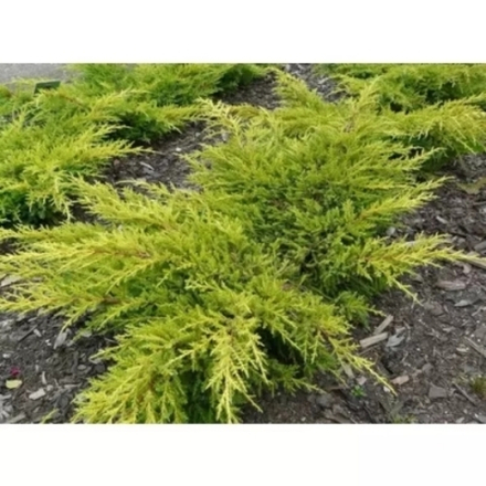Можжевельник средний Кинг Оф Спринг C7,5 20-30
