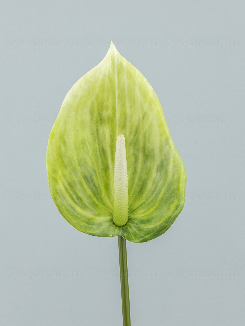 Антуриум Биг