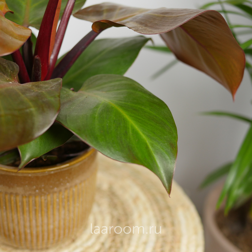 Филодендрон Санлайт 12/30