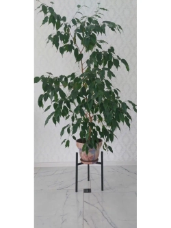 Подставка для растения