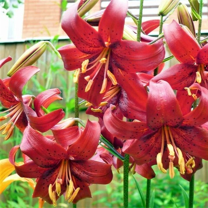 Лилия Ред Флейвор тигровая 1шт