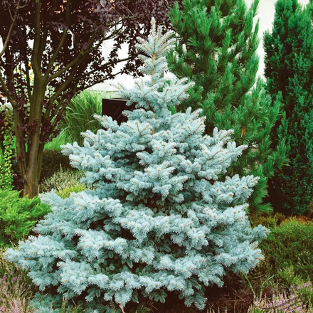 Ель колючая Super Blue Seedling