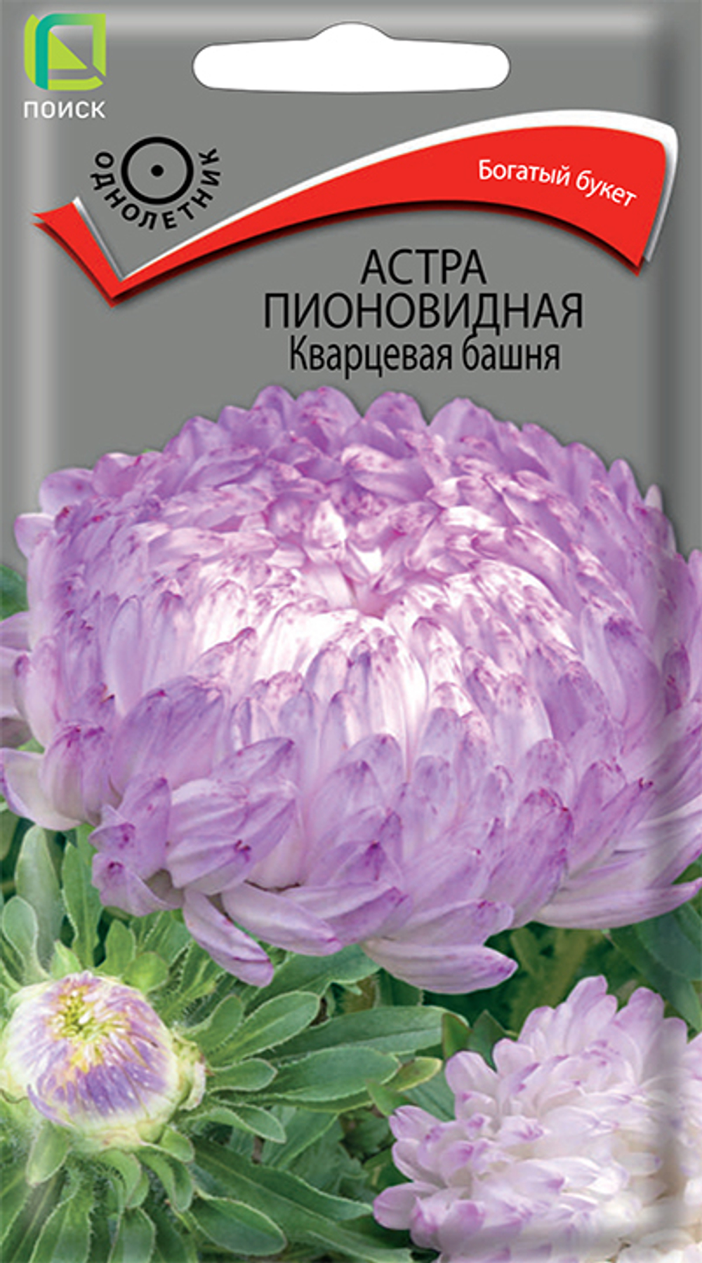 Астра пионовидная Кварцевая башня