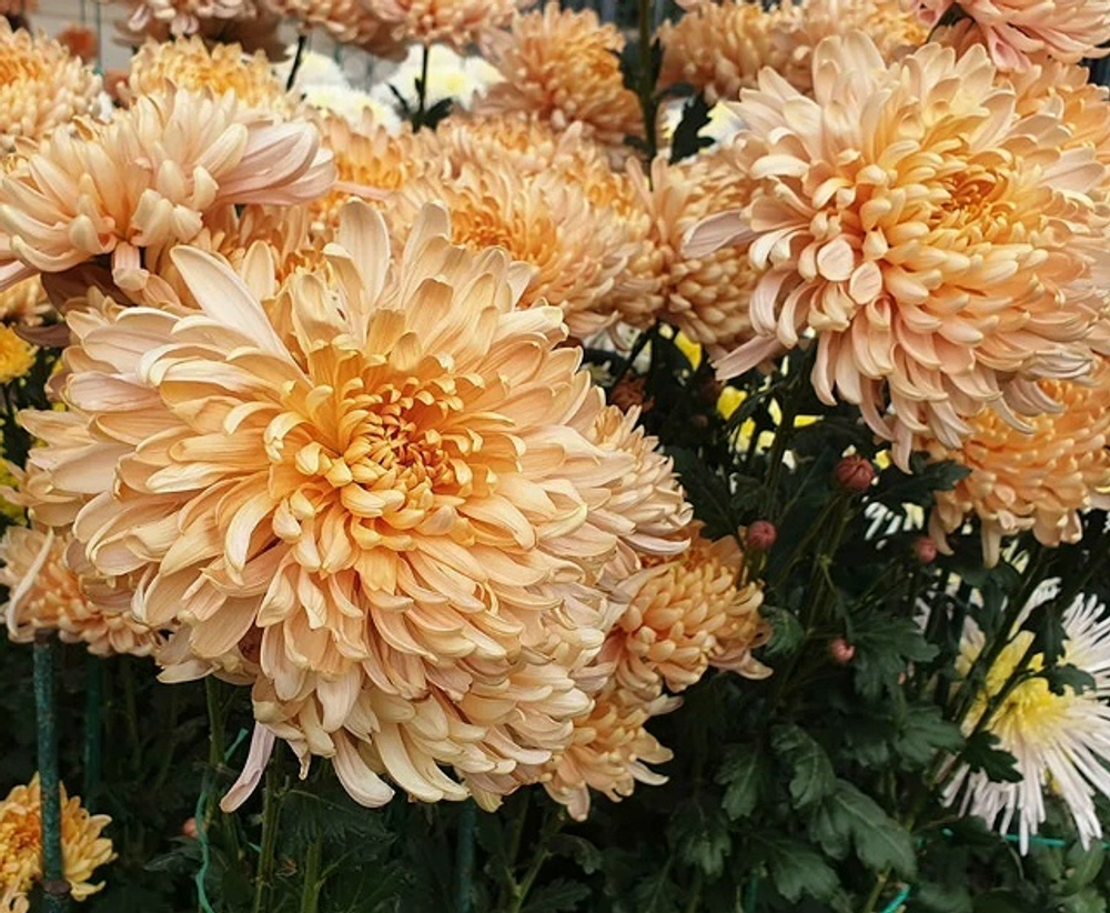 Хризантема корейская Авиньен