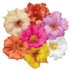 Портулак Стопвотч Микс (50шт) Витагрин Профи