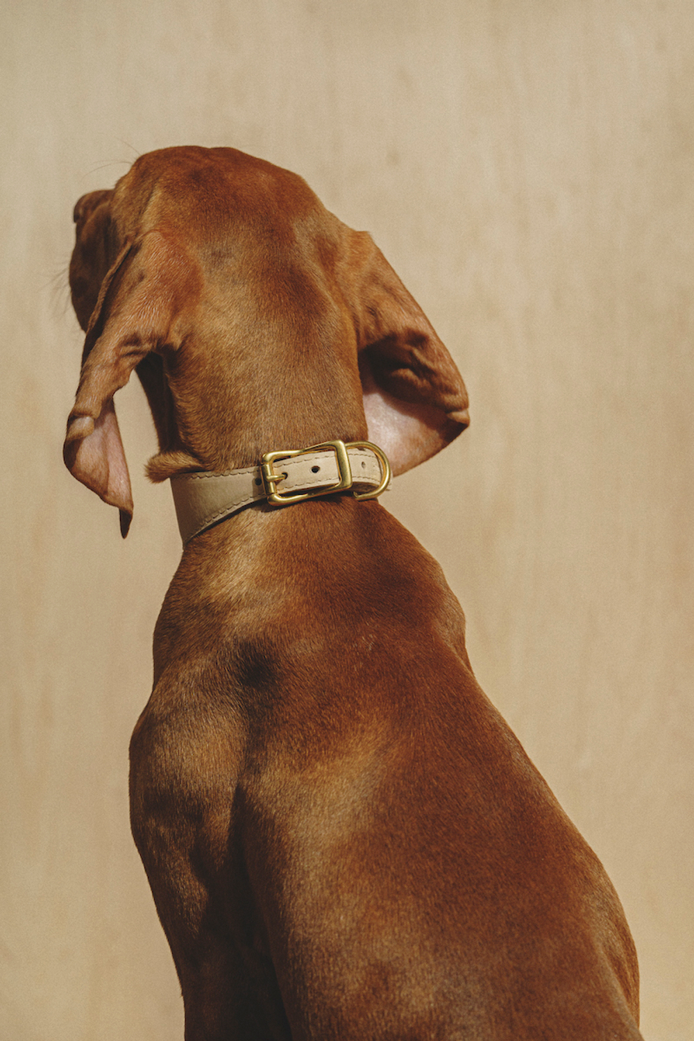 Ошейник "Пони-Селедка" Бежевый