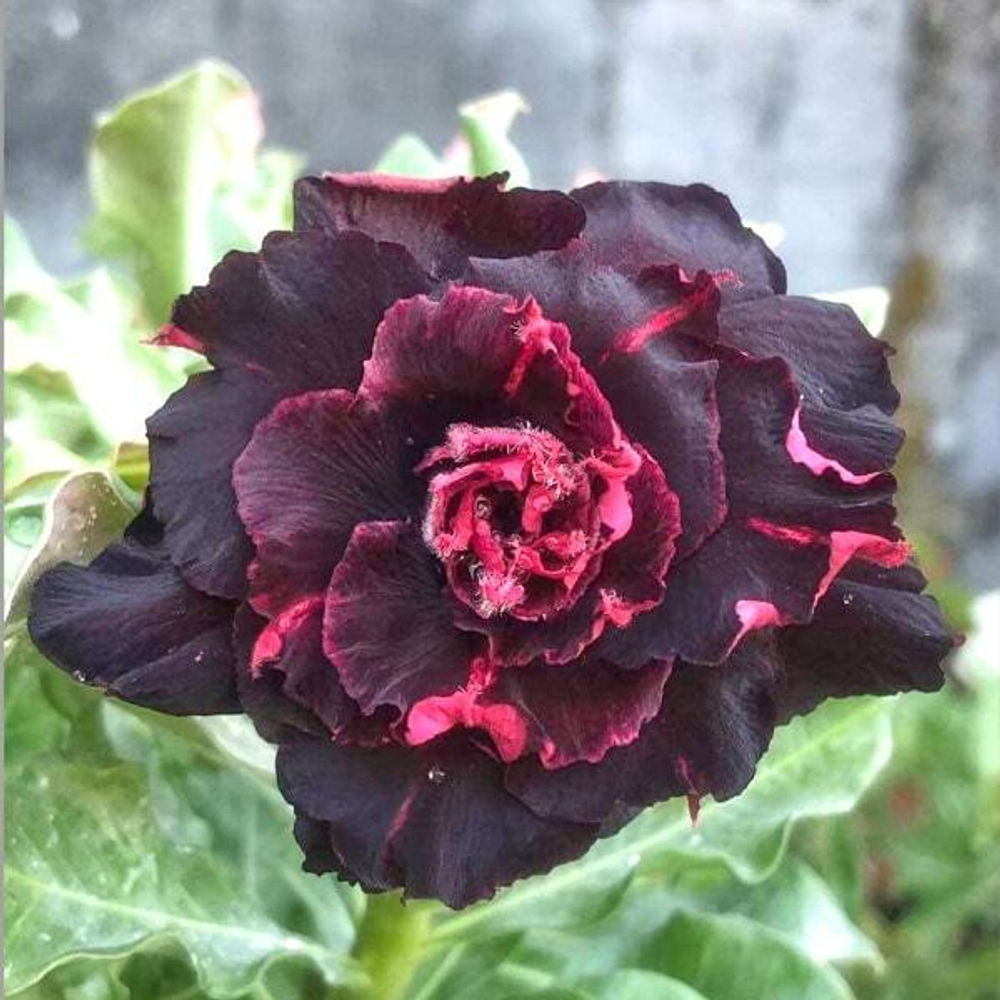 Адениум обесум BLUE DIAMOND