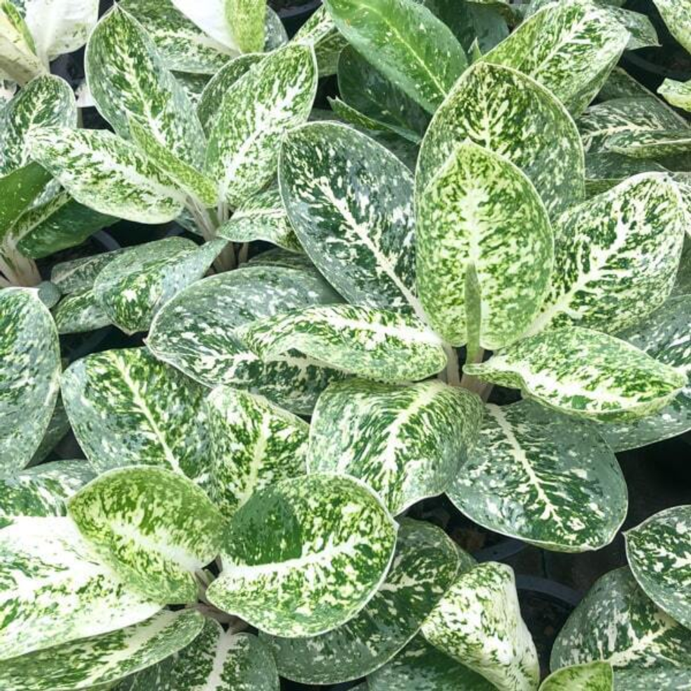 Аглаонема MILKY WAY