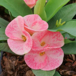 Эуфорбия Миля UDOMSIN