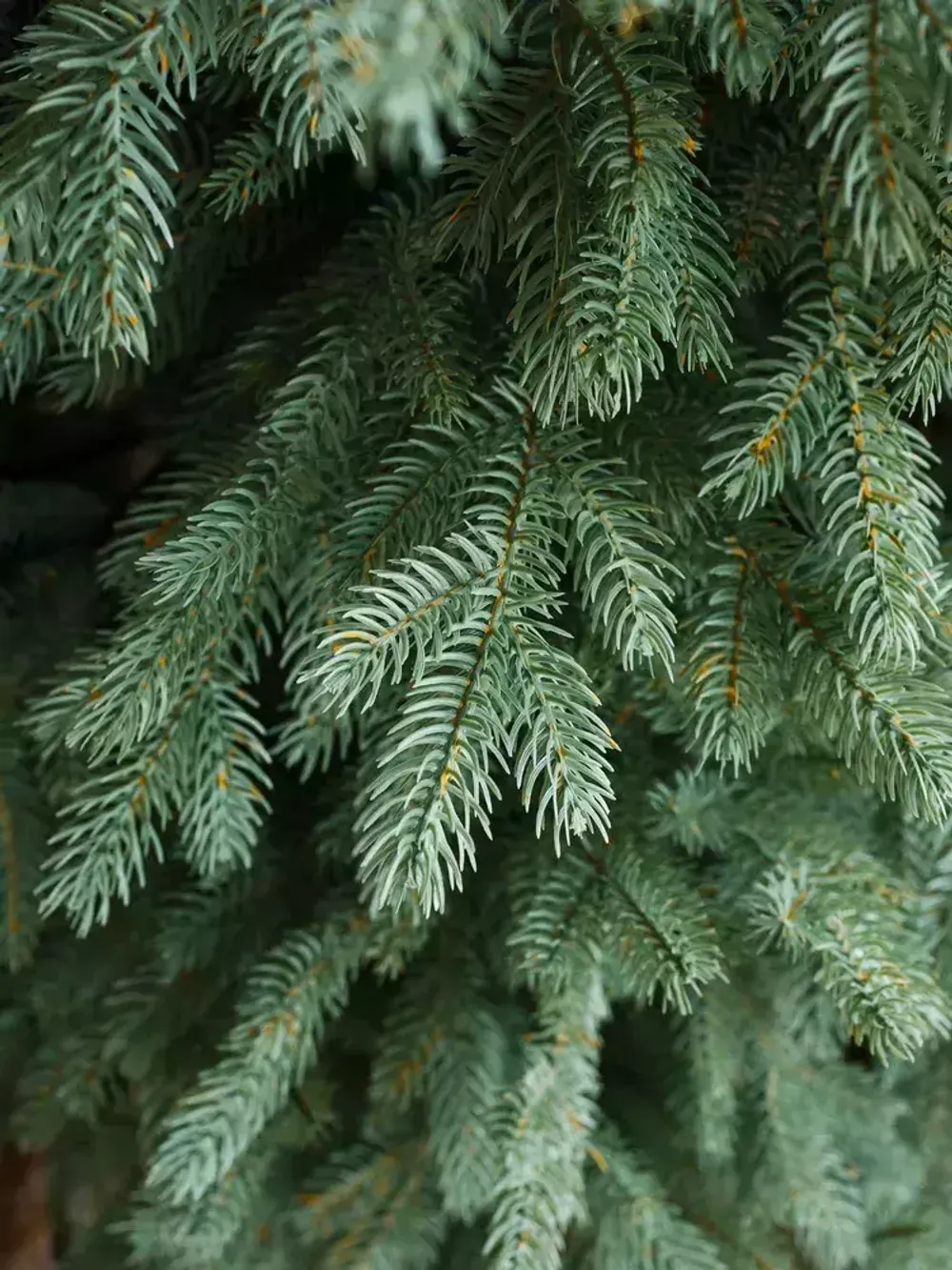 Ель искусственная голубая «Марселло» (Литая хвоя) 240 см / 2.4 м