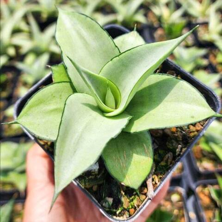 Сансевиерия MANEE THAEWEE