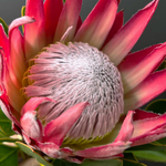 Букет из Королевской Протеи с эвкалиптом