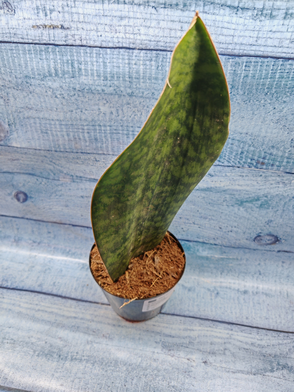 Sansevieria Masoniana Whale Fin (Сансевиерия)