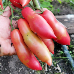 Помидоры Баба Яга - Baba Yaga Tomato