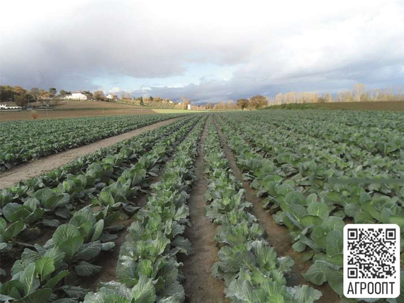 ЛЕННОКС F1 семена капусты белокочанной (Bejo | Alexagro) – фото 6