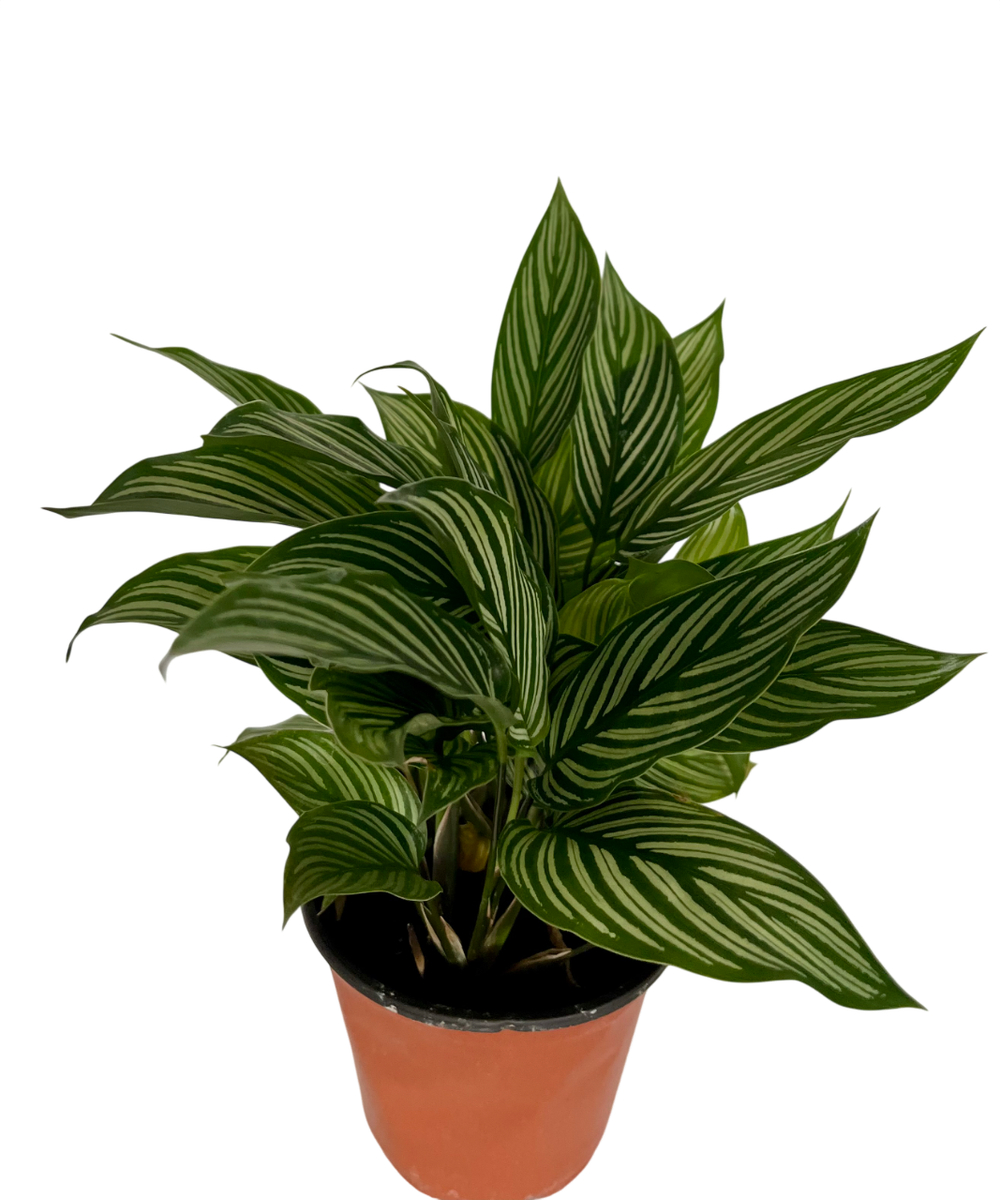 Филодендрон Platinum д.12