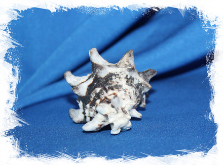 Вазум Керамикум, 3-5см, 1шт