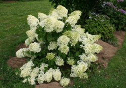 Гортензия метельчатая Дентель де Горрон(2/3 ветки) Закупка М59 апрель 2026