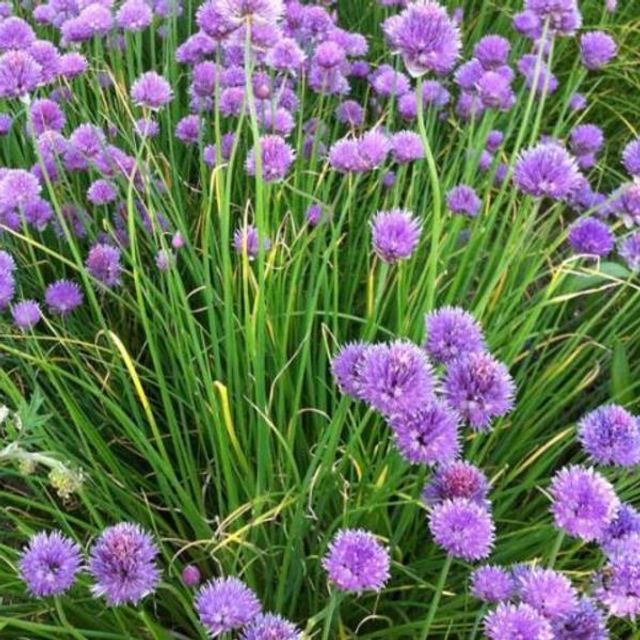 Лук