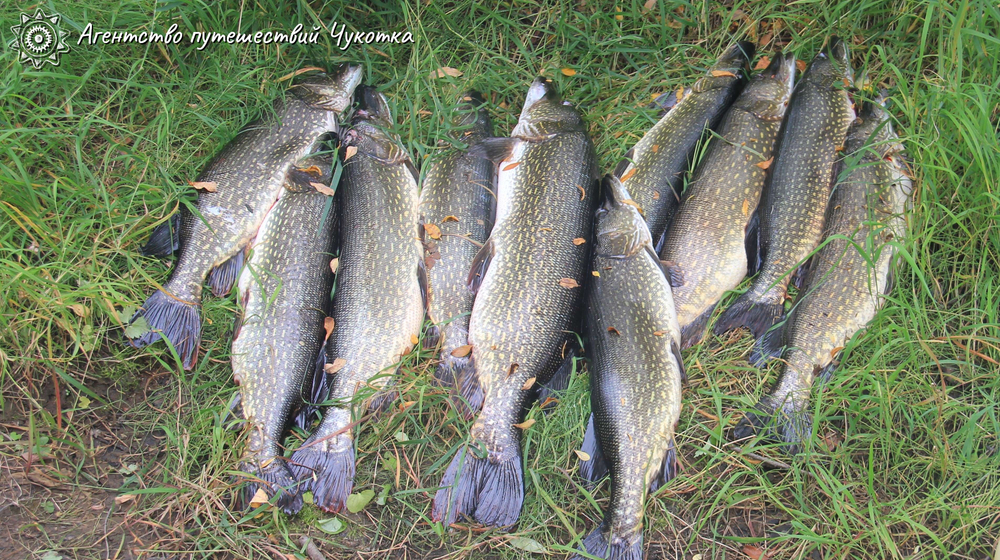 Озеро Красное - трофейная рыбалка в центральной Чукотке