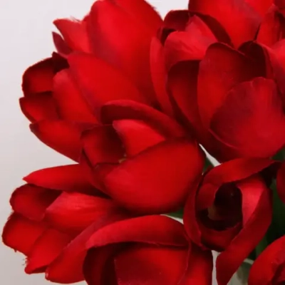 Цветы искусственные «Нежные тюльпаны» букет 20шт 23см красные