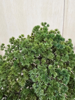 Бонсай искусственный большой 120см в высоком кашпо