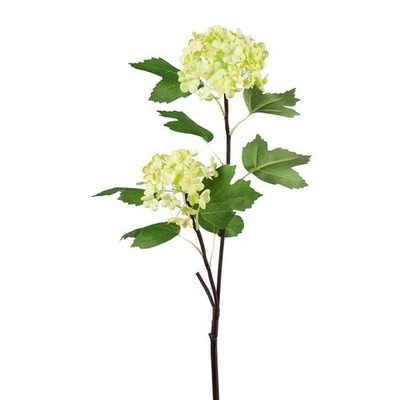 Калина соцветие